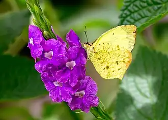 Eurema salome