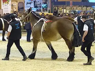 Paardenshow in Parijs