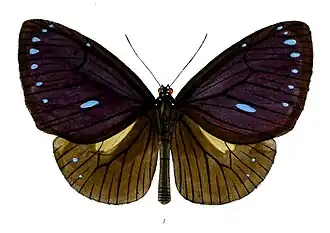 Euploea eunice
