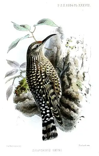 Afrikaanse gevlekte boomkruiper