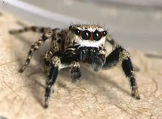 Habronattus dorotheae