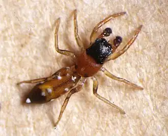 Yepoella crassistylis