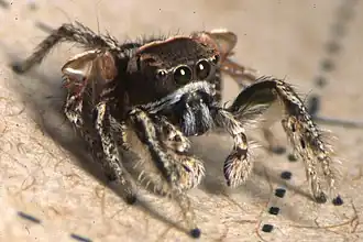 Habronattus viridipes