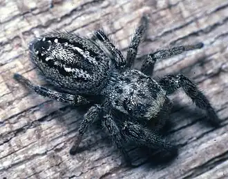 Dendryphantes nigromaculatus