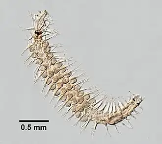 Salvatoria clavata