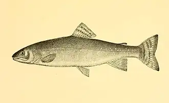 Salvelinus agassizii