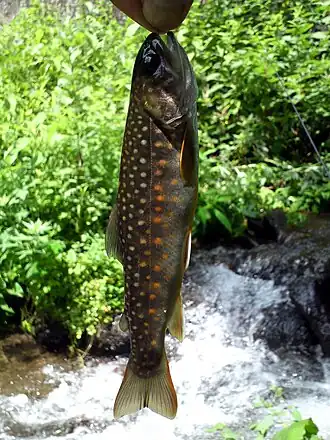 Salvelinus leucomaenis pluvius