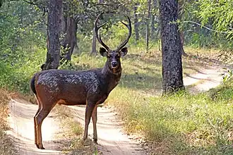Sambar (Rusa unicolor)