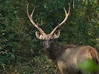 Sambar