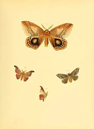 Automeris beckeri