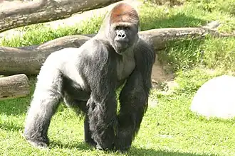 Samson, een westelijke laaglandgorilla