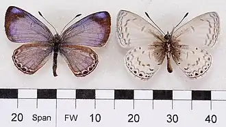 Sancterila deliciosa