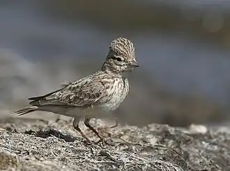 Indische zandleeuwerik