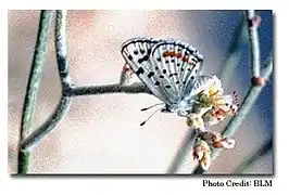 Euphilotes pallescens