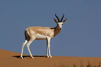 Arabische zandgazelle
