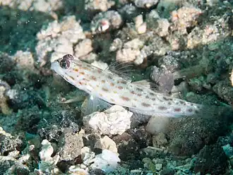 Ctenogobiops feroculus