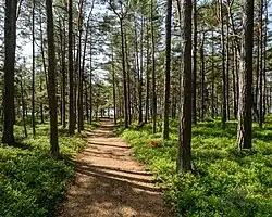 Een bospad door een bosbessen-dennenbos