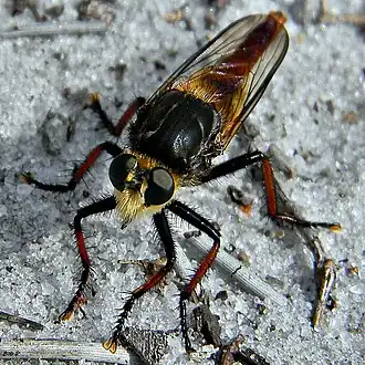 Proctacanthus fulviventris