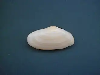 Sanguinolaria sanguinolenta