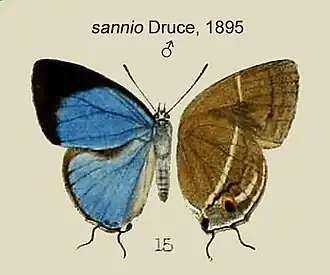 Dacalana sannio