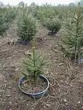 Kerstbomen worden in een pot gekweekt