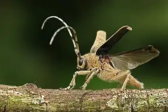 Grote populierenboktor