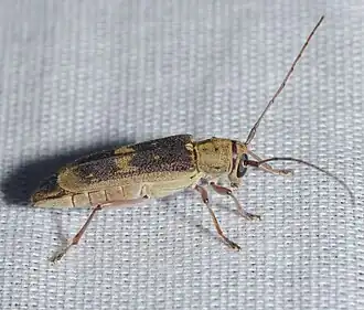Saperda discoidea
