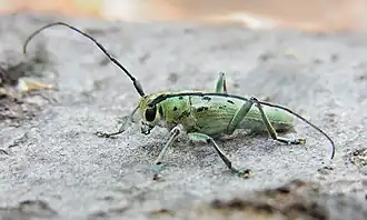 Saperda octopunctata