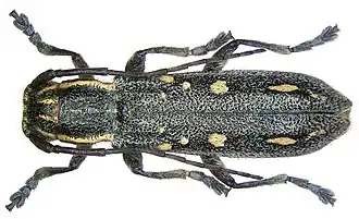 Saperda quercus