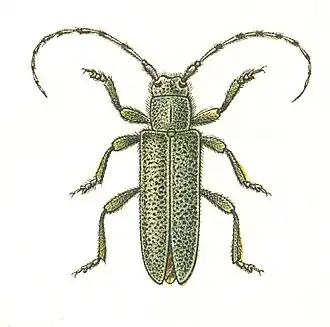 Saperda similis