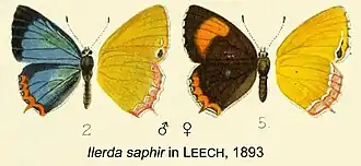 Heliophorus saphir
