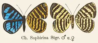 Argyrogrammana saphirina