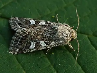 Saragossa siccanorum