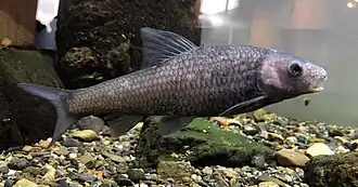 Sarcocheilichthys biwaensis