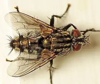 Sarcophaga nigriventris