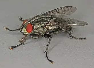 Sarcophaga teretirostris