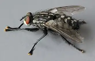 Sarcophaga variegata