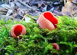 Krulhaarkelkzwam (Sarcoscypha austriaca)