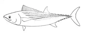 Sarda chiliensis chiliensis