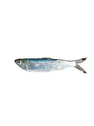 Sardinella melanura