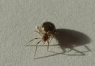 Sardinidion blackwalli