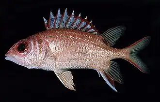 Sargocentron marisrubri