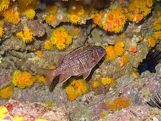 Sargocentron suborbitale