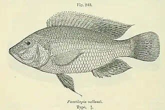 Sargochromis mellandi