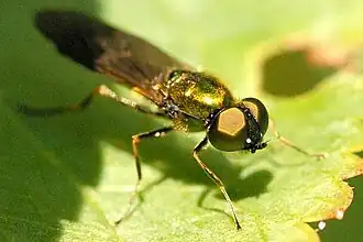 Bronzen metaalwapenvlieg