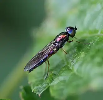 Geelpootmetaalwapenvlieg