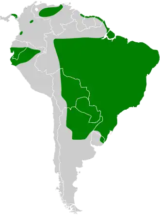 Amerikaanse knobbeleend