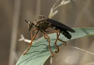 Saropogon pritchardi