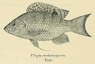 Sarotherodon caudomarginatus