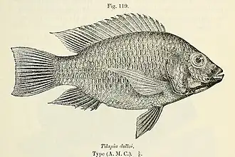 Sarotherodon nigripinnis nigripinnis